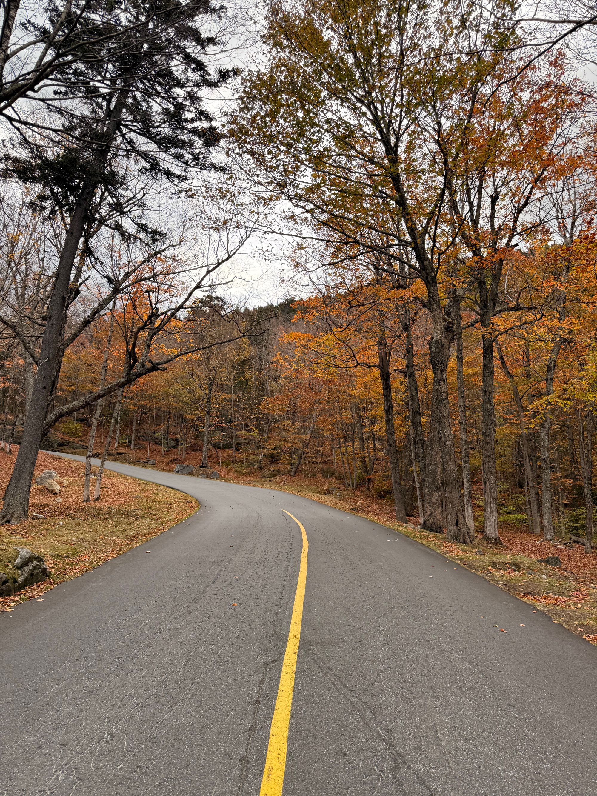 A quiet tree-lined country road